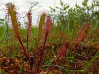 Drosera anglica 47, Lange zonnedauw, Saxifraga-Hans Grotenhuis