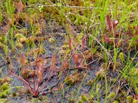 Drosera anglica 49, Lange zonnedauw, Saxifraga-Hans Grotenhuis