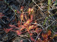 Drosera anglica 5, Lange zonnedauw, Saxifraga-Willem van Kruijsbergen