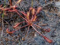 Drosera anglica 7, Lange zonnedauw, Saxifraga-Willem van Kruijsbergen