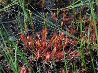 Drosera anglica 8, Lange zonnedauw, Saxifraga-Willem van Kruijsbergen