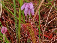 Drosera anglica 9, Lange zonnedauw, Saxifraga-Hans Dekker