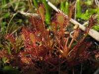 Drosera intermedia 10, Kleine zonnedauw, Saxifraga-Rutger Barendse