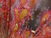 Drosera intermedia 101, Kleine zonnedauw, Saxifraga-Hans Dekker