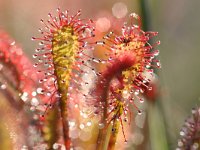 Drosera intermedia 104, Kleine zonnedauw, Saxifraga-Tom Heijnen