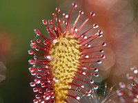 Drosera intermedia 105, Kleine zonnedauw, Saxifraga-Tom Heijnen