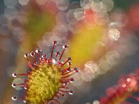 Drosera intermedia 109, Kleine zonnedauw, Saxifraga-Tom Heijnen