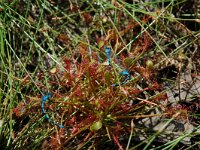 Drosera intermedia 11, Kleine zonnedauw, Saxifraga-Willem van Kruijsbergen