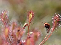 Drosera intermedia 111, Kleine zonnedauw, Saxifraga-Tom Heijnen