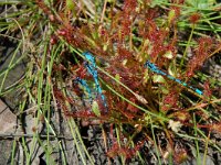 Drosera intermedia 12, Kleine zonnedauw, Saxifraga-Willem van Kruijsbergen