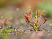 spoonleaf sundew  Oblong-leaved Sundew (Drosera intermedia) growing in a natural bog : Drosera intermedia, Netherlands, beads, bog, carnivorous, drosera, droseraceae, europe, european, flora, flower, glue, green, heath, horizontal, insectivorous, intermedia, landscape, nature, oblong-leaved, plant, red, sticky, sundew, surrey, thursley common, trap, wet, wild, wildflower, wildlife