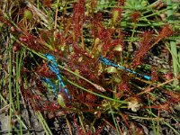 Drosera intermedia 16, Kleine zonnedauw, Saxifraga-Willem van Kruijsbergen