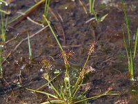 Drosera intermedia 17, Kleine zonnedauw, Saxifraga-Willem van Kruijsbergen