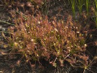 Drosera intermedia 18, Kleine zonnedauw, Saxifraga-Willem van Kruijsbergen