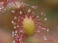 Kleine zonnedauw, Oblong-leaved Sundew  Kleine zonnedauw, Oblong-leaved Sundew : Drosera intermedia, Droseraceae, Kleine zonnedauw, Nederland, Oblong-leaved Sundew, Rossolis intermédiaire, Soest, Soesterveen, Sompewolvepoat, Sumpfbärlapp, Utrecht, Utrechtse Heuvelrug, Vereniging Natuurmonumenten, Zonnedauwfamilie, degeneratie, degeneration, green, groen, heath, hoogveen, klein, natuurmonumenten, plant, rare, red, rode lijst, rood, small, the Netherlands, veen, vleesetende plant, zeldzaam