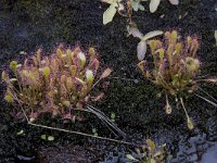 Drosera intermedia 2, Kleine zonnedauw, Saxifraga-Willem van Kruijsbergen