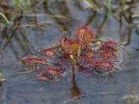 Drosera intermedia 21, Kleine zonnedauw, Saxifraga-Jan Nijendijk