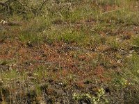 Drosera intermedia 22, Kleine zonnedauw, habitat, Saxifraga-Willem van Kruijsbergen