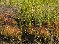 Drosera intermedia 23, Kleine zonnedauw, habitat, Saxifraga-Willem van Kruijsbergen