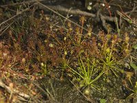 Drosera intermedia 25, Kleine zonnedauw, Saxifraga-Willem van Kruijsbergen