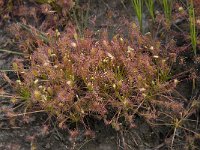 Drosera intermedia 26, Kleine zonnedauw, Saxifraga-Willem van Kruijsbergen