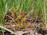 Drosera intermedia 28, Kleine zonnedauw, Saxifraga-Rudmer Zwerver