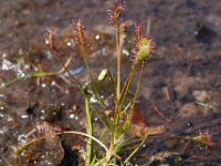 Drosera intermedia 3, Kleine zonnedauw, Saxifraga-Willem van Kruijsbergen