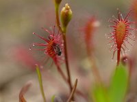 Drosera intermedia 30, Kleine zonnedauw, Saxifraga-Rudmer Zwerver