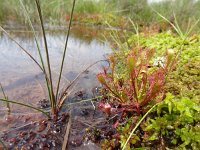 Drosera intermedia 31, Kleine zonnedauw, Saxifraga-Mark Zekhuis