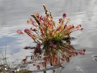 Drosera intermedia 34, Kleine zonnedauw, Saxifraga-Jan Nijendijk