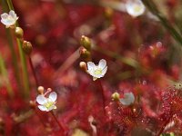 Drosera intermedia 35, Kleine zonnedauw, Saxifraga-Hans Dekker