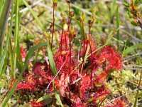 Drosera intermedia 36, Kleine zonnedauw, Saxifraga-Bart Vastenhouw