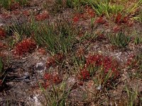 Drosera intermedia 37, Kleine zonnedauw, Saxifraga-Hans Dekker