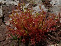 Drosera intermedia 5, Kleine zonnedauw, Saxifraga-Willem van Kruijsbergen