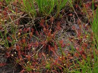 Drosera intermedia 57, Kleine zonnedauw, Saxifraga-Hans Boll