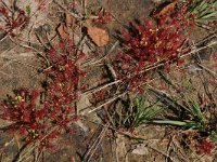 Drosera intermedia 6, Kleine zonnedauw, Saxifraga-Willem van Kruijsbergen