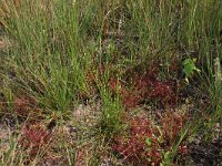 Drosera intermedia 62, Kleine zonnedauw, Saxifraga-Hans Boll