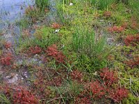 Drosera intermedia 68, Kleine zonnedauw, Saxifraga-Hans Boll