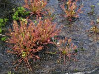 Drosera intermedia 69, Kleine zonnedauw, Saxifraga-Hans Boll