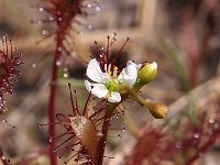 Drosera intermedia 75, Kleine zonnedauw, Saxifraga-Hans Dekker