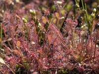 Drosera intermedia 77, Kleine zonnedauw, Saxifraga-Willem van Kruijsbergen