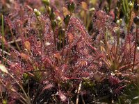 Drosera intermedia 78, Kleine zonnedauw, Saxifraga-Willem van Kruijsbergen