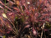 Drosera intermedia 79, Kleine zonnedauw, Saxifraga-Willem van Kruijsbergen