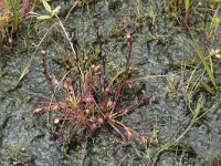 Drosera intermedia 80, Kleine zonnedauw, Saxifraga-Willem van Kruijsbergen