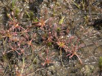 Drosera intermedia 81, Kleine zonnedauw, Saxifraga-Willem van Kruijsbergen