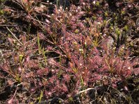 Drosera intermedia 84, Kleine zonnedauw, Saxifraga-Willem van Kruijsbergen