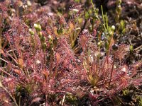 Drosera intermedia 85, Kleine zonnedauw, Saxifraga-Willem van Kruijsbergen