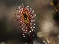 Drosera intermedia 88, Kleine zonnedauw, Saxifraga-Luuk Vermeer