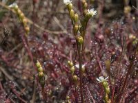 Drosera intermedia 91, Kleine zonnedauw, Saxifraga-Willem van Kruijsbergen