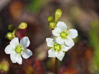 Drosera intermedia 98, Kleine zonnedauw, Saxifraga-Hans Dekker